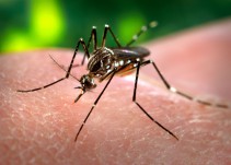 Bajan 40% los casos de dengue en Jalisco