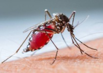 Van 27 casos de Dengue en Jalisco en 2017