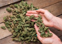 SEGOB descarta aprobación de uso recreativo de la marihuana