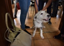 Aquí te decimos cómo adoptar un perrito en Guadalajara