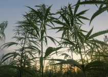 Plantíos de marihuana hallados en Tequila