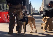 De la calle a policía: así los perros rescatados en Guadalajara