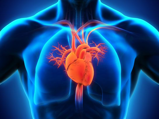 5 datos que no sabías del corazón. 5 datos que no sabías del corazón.
