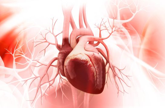 5 datos que no sabías del corazón. 5 datos que no sabías del corazón.