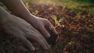 La reforestación combate el calentamiento global La reforestación combate el calentamiento global