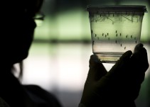 Científicos desarrollan vacuna contra el Zika