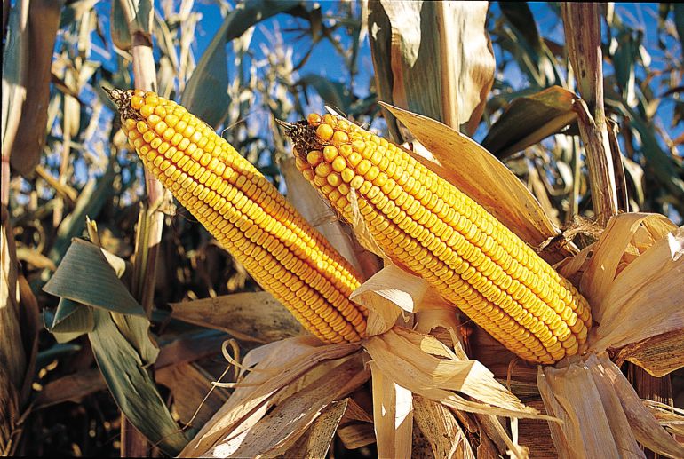 "El desarrollo del arroz dorado no está completo": Greenpeace