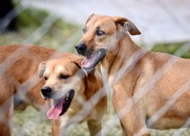 Propietaria de 158 perros denuncia robo; el gobierno de Morelos lo califica como rescate legal