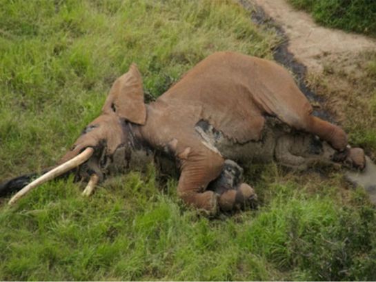 #AsíSopitas: Cazadores matan al elefante más emblemático de Kenia #AsíSopitas: Cazadores matan al elefante más emblemático de Kenia