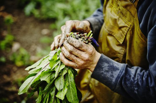 Conoce los beneficios de consumir productos orgánicos Conoce los beneficios de consumir productos orgánicos