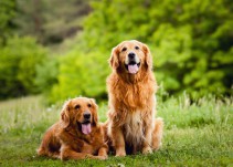 Estos son los beneficios potenciales de tener una mascota
