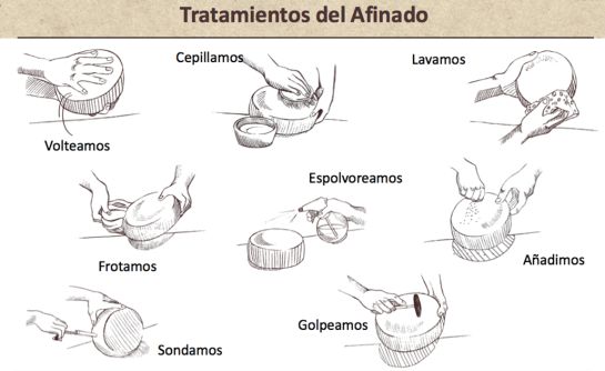 Carreras, trabajo, queso.: ¿Cómo le hacen?: El fino arte de afinar quesos Carreras, trabajo, queso.: ¿Cómo le hacen?: El fino arte de afinar quesos