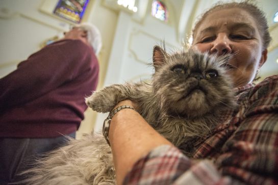 Animales de compañía, salud, veterinaria.: Mitos y realidades en la salud de las mascotas Animales de compañía, salud, veterinaria.: Mitos y realidades en la salud de las mascotas
