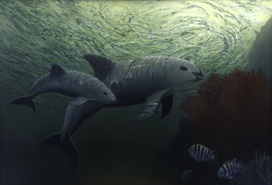 La vaquita marina: ¿Por qué urge salvarla? La vaquita marina: ¿Por qué urge salvarla?