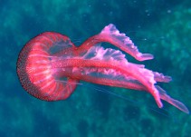 ¿Qué onda con los animales marinos y sus rarezas?