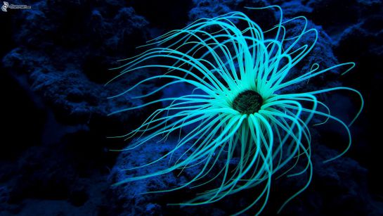 Océanos, Fauna, Ciencia.: ¿Qué onda con los animales marinos y sus rarezas? Océanos, Fauna, Ciencia.: ¿Qué onda con los animales marinos y sus rarezas?