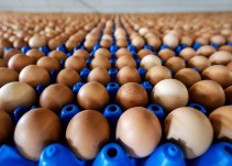 #AsíSopitas: Grave crisis de huevos contaminados afecta ya a siete países europeos