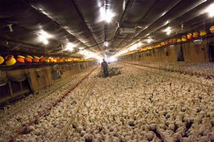 #AsíSopitas: Grave crisis de huevos contaminados afecta ya a siete países europeos #AsíSopitas: Grave crisis de huevos contaminados afecta ya a siete países europeos