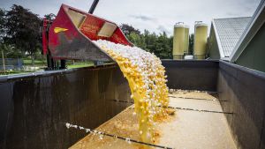 #AsíSopitas: Grave crisis de huevos contaminados afecta ya a siete países europeos #AsíSopitas: Grave crisis de huevos contaminados afecta ya a siete países europeos