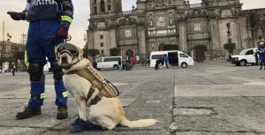 Frida también ha ayudado en rescates en Haití, Ecuador y Oaxaca Frida también ha ayudado en rescates en Haití, Ecuador y Oaxaca