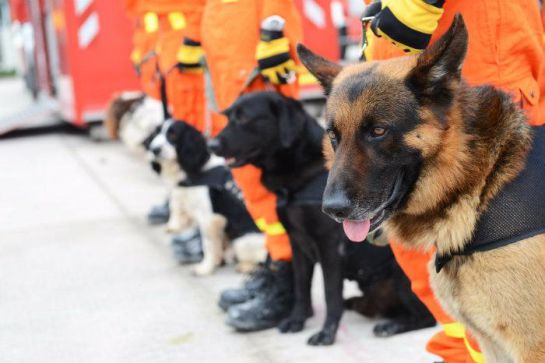 Lo que debes saber sobre los perros rescatistas Lo que debes saber sobre los perros rescatistas