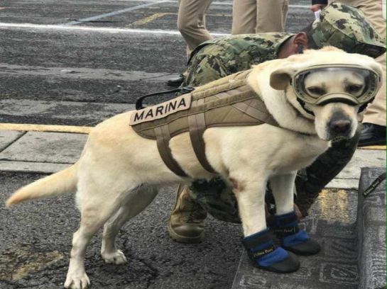 Lo que debes saber sobre los perros rescatistas Lo que debes saber sobre los perros rescatistas