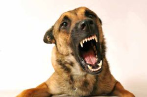 El ABC de la rabia, vacunas y desparasitación de tu mascota El ABC de la rabia, vacunas y desparasitación de tu mascota