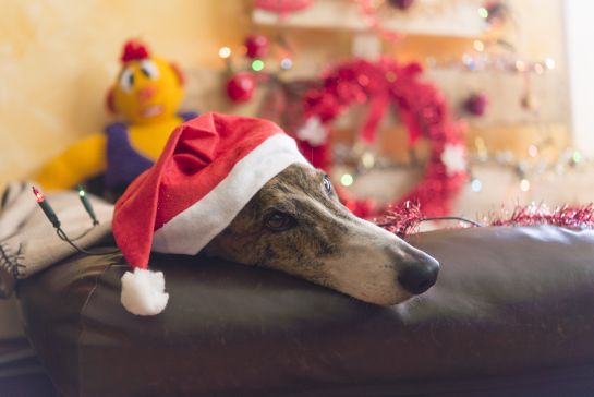 Animales adopción: ¡No regales mascotas en navidad! Animales adopción: ¡No regales mascotas en navidad!