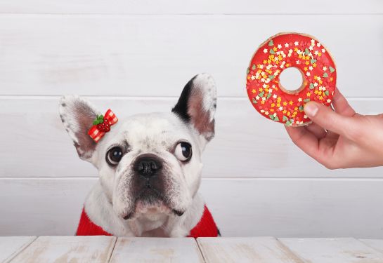 Animales adopción: ¡No regales mascotas en navidad! Animales adopción: ¡No regales mascotas en navidad!