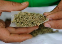 Ni prohibir las drogas reduce el consumo, ni regular lo promueve: Semáforo Delictivo