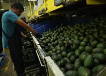 121 mil toneladas de aguacate, al Super Bowl: APEAM