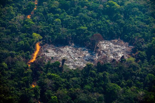SOPITAS: Fake News de la Amazonía SOPITAS: Fake News de la Amazonía
