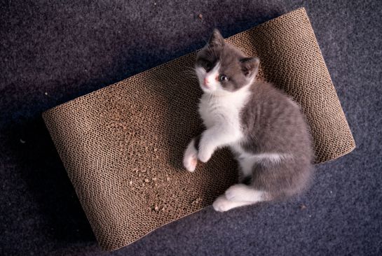 ¿Cuánto gastas en tu mascota? ¿Cuánto gastas en tu mascota?