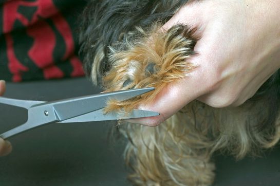 ¿Cuánto gastas en tu mascota? ¿Cuánto gastas en tu mascota?