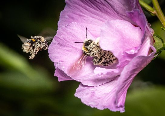 SOPITAS: ABEJAS los animales más importantes del planeta SOPITAS: ABEJAS los animales más importantes del planeta