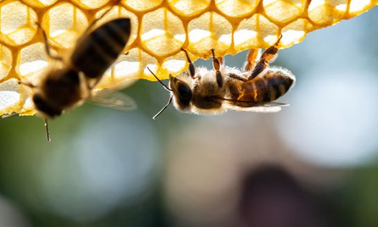 SOPITAS: ABEJAS los animales más importantes del planeta SOPITAS: ABEJAS los animales más importantes del planeta