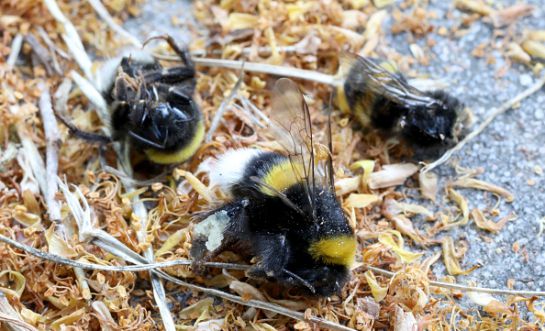 SOPITAS: ABEJAS los animales más importantes del planeta SOPITAS: ABEJAS los animales más importantes del planeta