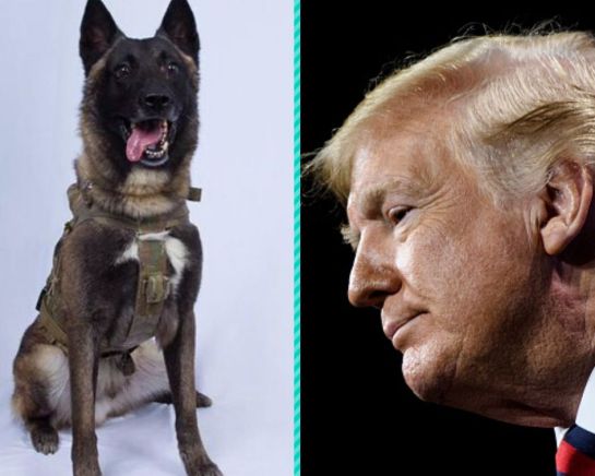SOPITAS: El perro militar que se convirtió en un héroe SOPITAS: El perro militar que se convirtió en un héroe