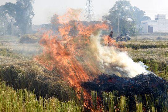 SOPITAS: Once mil científicos declaran una emergencia climática SOPITAS: Once mil científicos declaran una emergencia climática