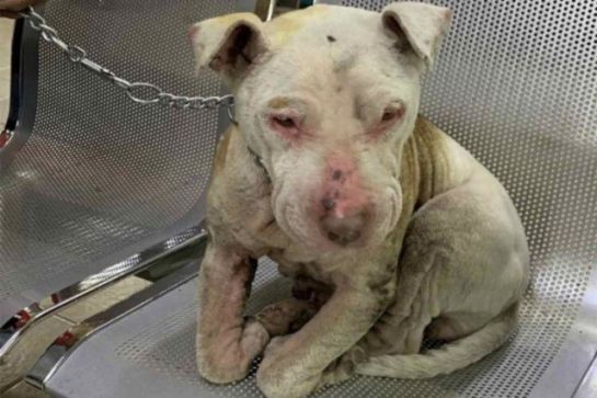 SOPITAS: Por primera vez dictan prisión por maltrato animal SOPITAS: Por primera vez dictan prisión por maltrato animal