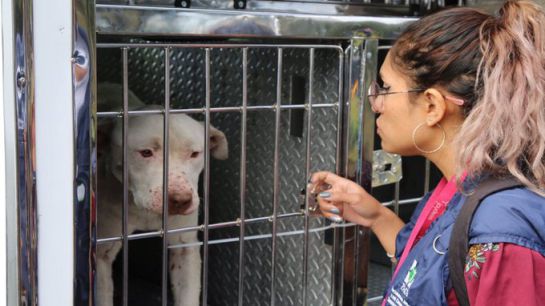 SOPITAS: Por primera vez dictan prisión por maltrato animal SOPITAS: Por primera vez dictan prisión por maltrato animal