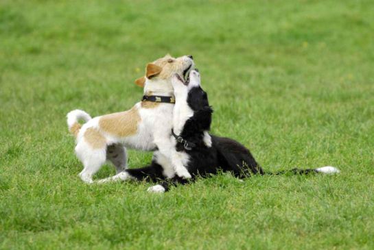 SOPITAS: Por primera vez dictan prisión por maltrato animal SOPITAS: Por primera vez dictan prisión por maltrato animal