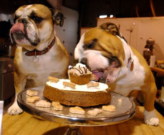 SOPITAS: Conoce la fórmula para calcular la edad humana de tu perro SOPITAS: Conoce la fórmula para calcular la edad humana de tu perro
