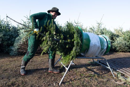 SOPITAS: ¡No tires a la basura tu árbol de navidad mejor recíclalo! SOPITAS: ¡No tires a la basura tu árbol de navidad mejor recíclalo!
