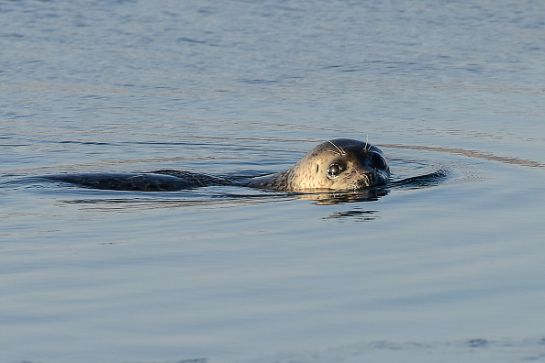 SOPITAS: La temperatura de los océanos en 2019, la más alta en la historia SOPITAS: La temperatura de los océanos en 2019, la más alta en la historia