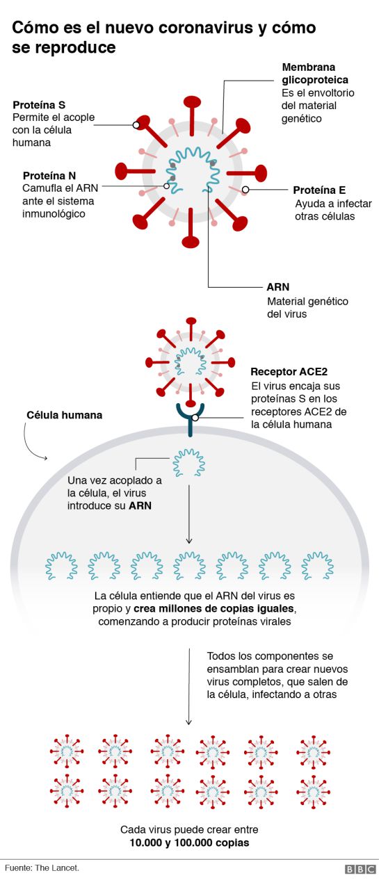 ¿Qué hace el coronavirus con nuestro cuerpo? ¿Qué hace el coronavirus con nuestro cuerpo?