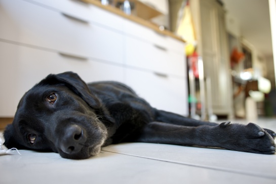 Accidentes más frecuentes en perros y qué debemos hacer Accidentes más frecuentes en perros y qué debemos hacer