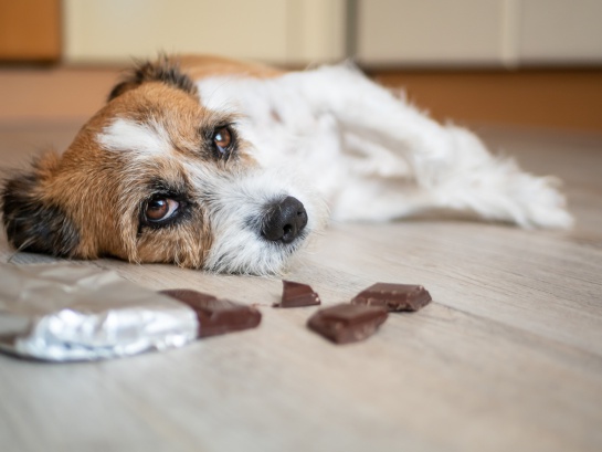 Accidentes más frecuentes en perros y qué debemos hacer Accidentes más frecuentes en perros y qué debemos hacer