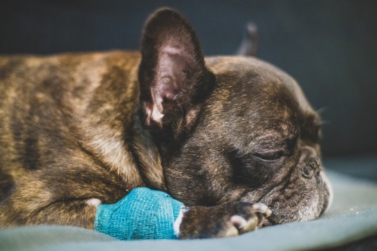 Accidentes más frecuentes en perros y qué debemos hacer Accidentes más frecuentes en perros y qué debemos hacer
