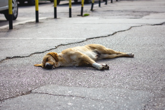 Accidentes más frecuentes en perros y qué debemos hacer Accidentes más frecuentes en perros y qué debemos hacer